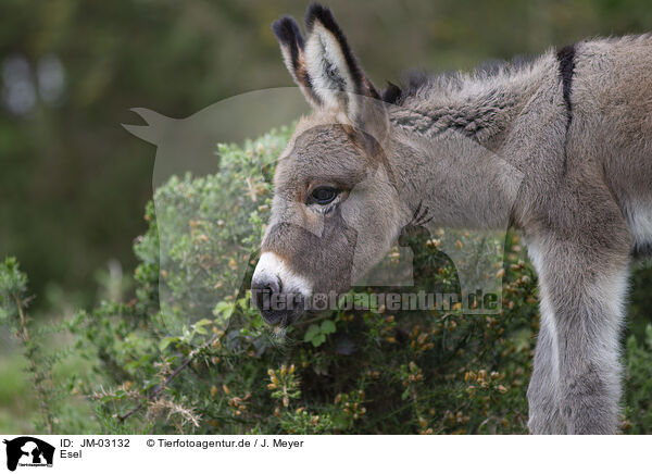 Esel / donkey / JM-03132