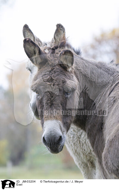 Esel / donkey / JM-03204