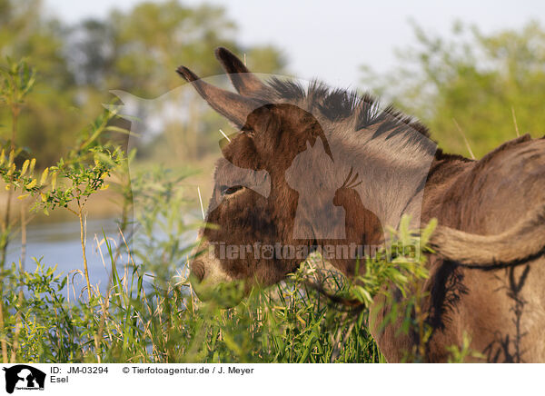 Esel / donkey / JM-03294