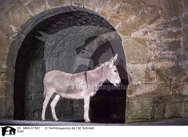 Esel / donkey / MAS-01561