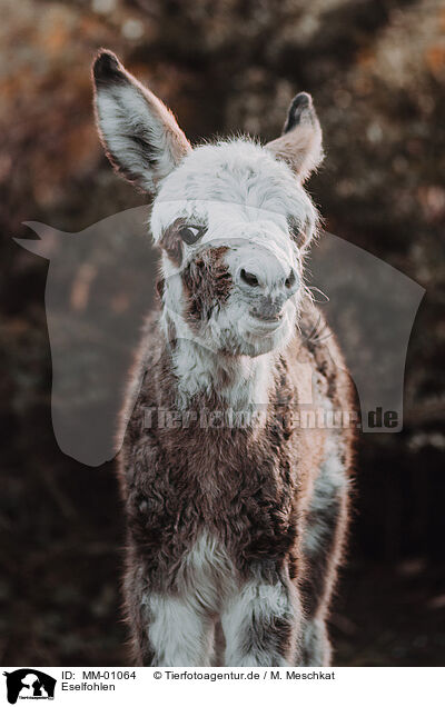 Eselfohlen / ass foal / MM-01064