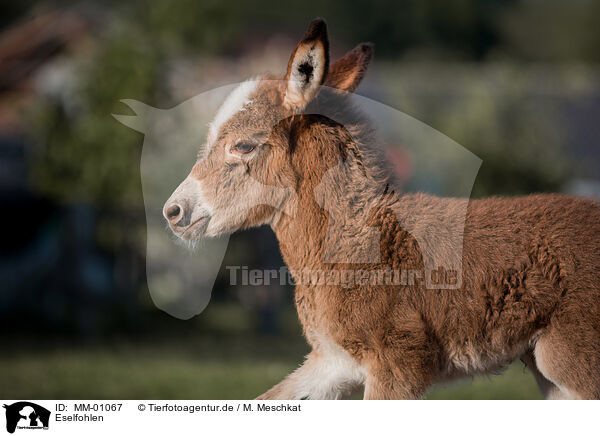 Eselfohlen / ass foal / MM-01067