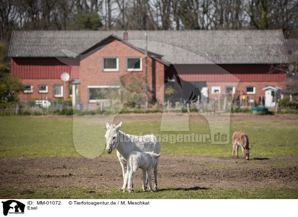 Esel / asses / MM-01072