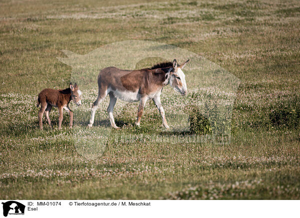 Esel / asses / MM-01074