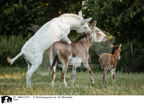 Esel / asses / MM-01079