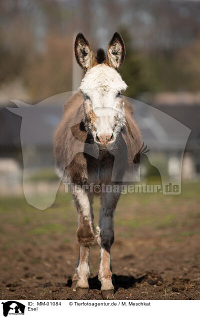 Esel / ass / MM-01084