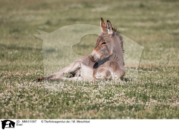 Esel / ass / MM-01087