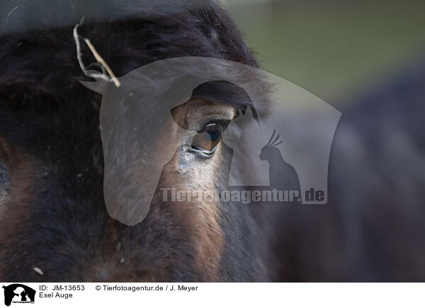 Esel Auge / donkey eye / JM-13653