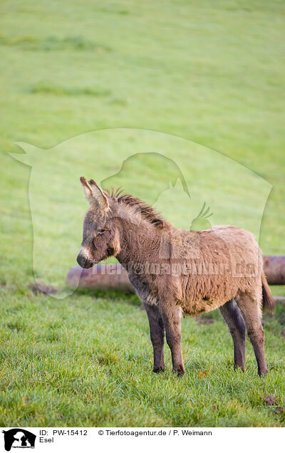 Esel / donkey / PW-15412