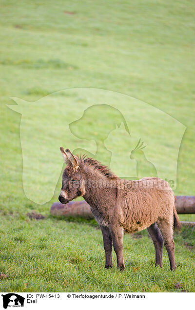 Esel / donkey / PW-15413