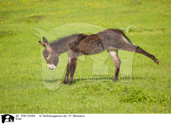 Esel / donkey / PW-15458
