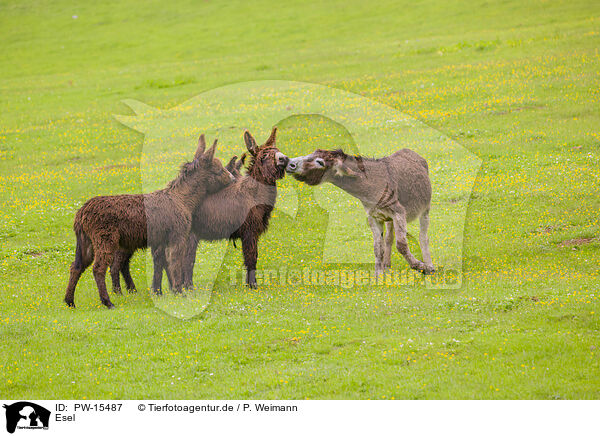 Esel / donkey / PW-15487