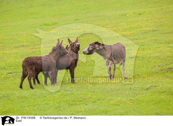 Esel / donkey / PW-15488