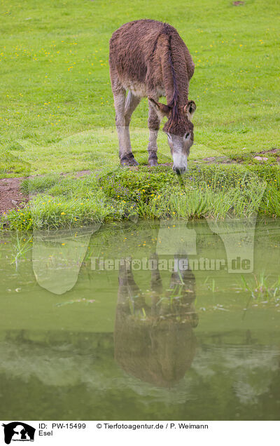 Esel / donkey / PW-15499