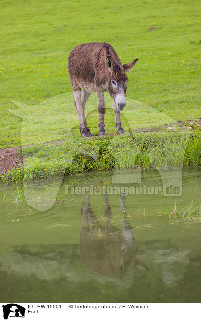 Esel / donkey / PW-15501
