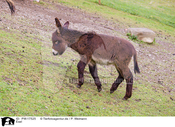 Esel / donkey / PW-17525