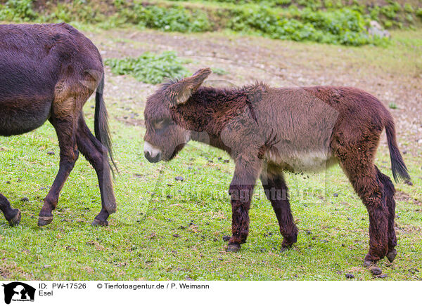Esel / donkey / PW-17526