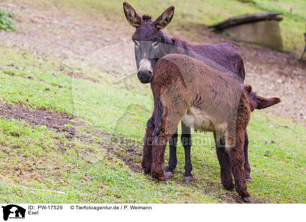 Esel / donkey / PW-17529