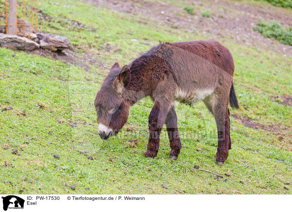 Esel / donkey / PW-17530