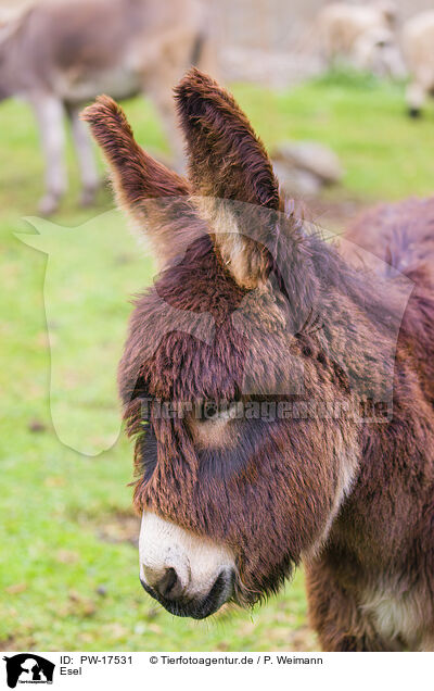 Esel / donkey / PW-17531
