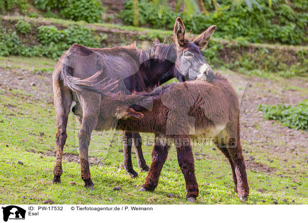Esel / donkey / PW-17532