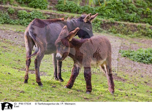 Esel / donkey / PW-17534
