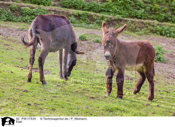 Esel / donkey / PW-17535