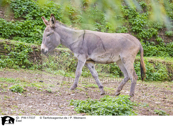 Esel / donkey / PW-17537