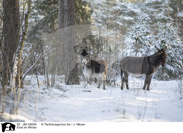 Esel im Winter / donkey in the winter / JM-18808