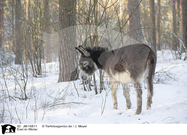 Esel im Winter / donkey in the winter / JM-18811