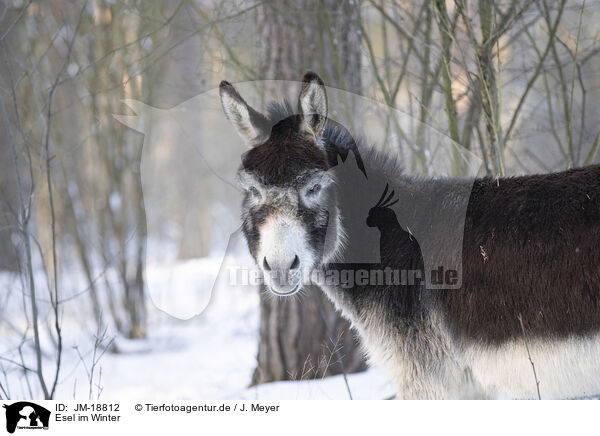 Esel im Winter / donkey in the winter / JM-18812