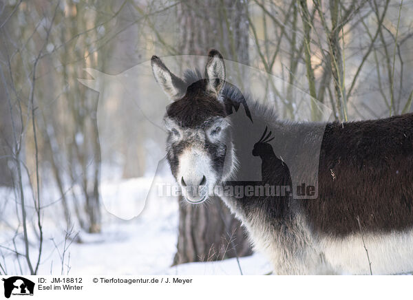 Esel im Winter / donkey in the winter / JM-18812