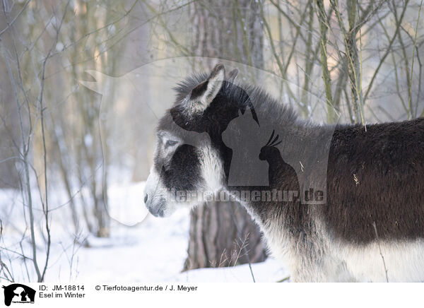 Esel im Winter / JM-18814