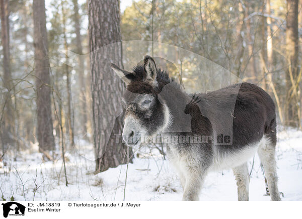 Esel im Winter / donkey in the winter / JM-18819