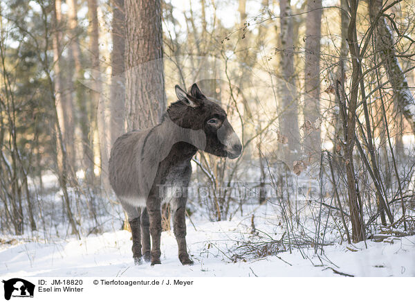 Esel im Winter / JM-18820