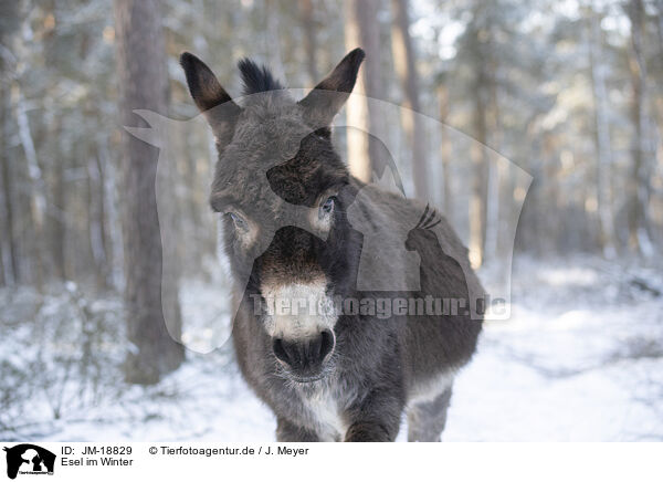 Esel im Winter / JM-18829