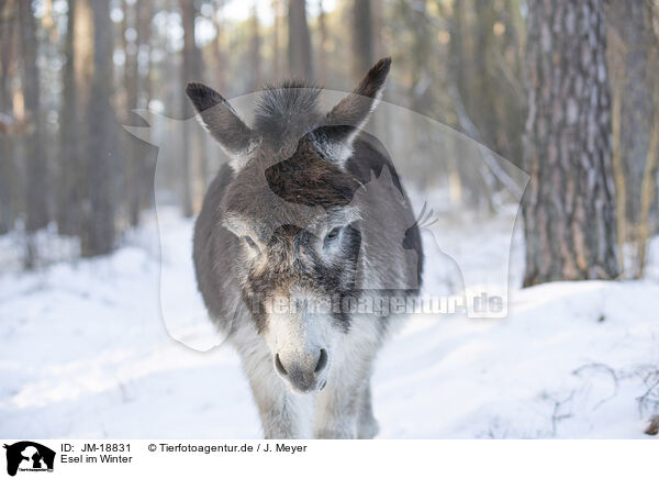 Esel im Winter / donkey in the winter / JM-18831