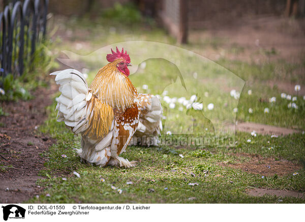 Federfige Zwerghhner / bantams / DOL-01550