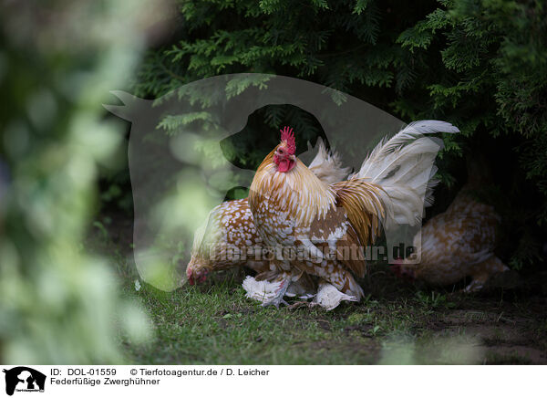 Federfige Zwerghhner / bantams / DOL-01559