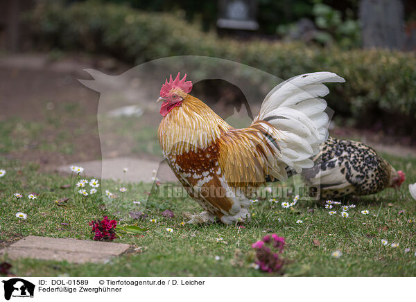 Federfige Zwerghhner / bantams / DOL-01589