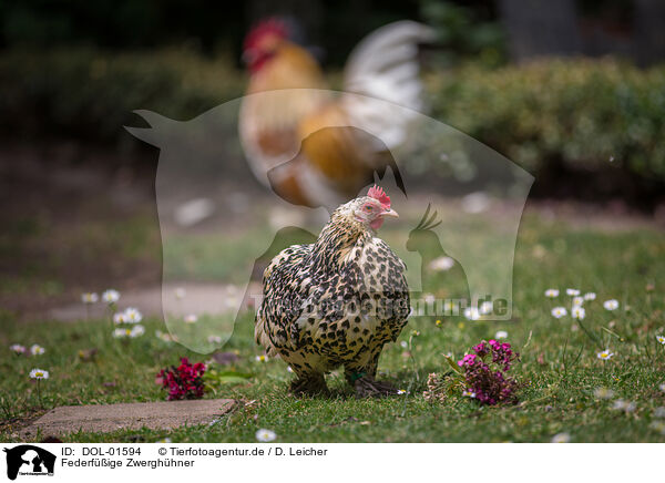 Federfige Zwerghhner / bantams / DOL-01594