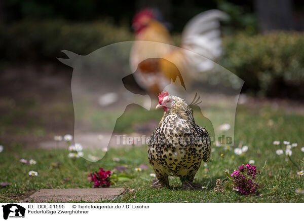 Federfige Zwerghhner / bantams / DOL-01595