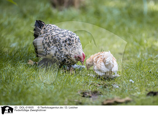 Federfige Zwerghhner / bantams / DOL-01605