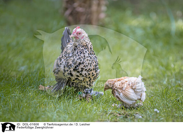 Federfige Zwerghhner / bantams / DOL-01606