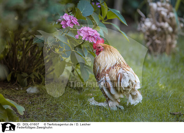 Federfiges Zwerghuhn / bantam / DOL-01607