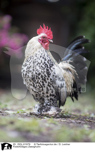 Federfiges Zwerghuhn / Dwarf Sablepoot Chicken / DOL-01979