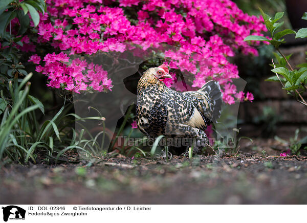 Federfiges Zwerghuhn / booted bantam / DOL-02346