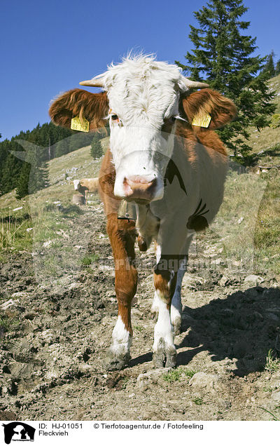 Fleckvieh / simmental breed / HJ-01051