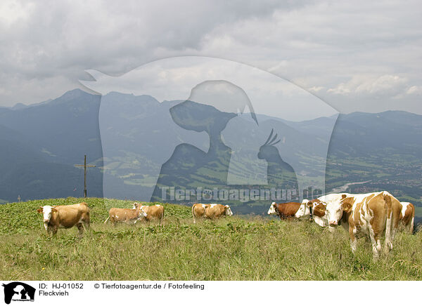 Fleckvieh / simmental breed / HJ-01052