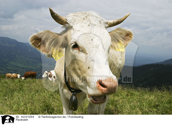 Fleckvieh / simmental breed / HJ-01054